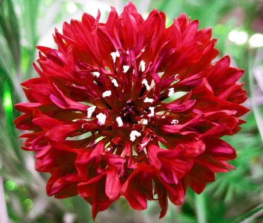3000 Bulk Seeds Cornflower Red Tall Centaurea Cyanus