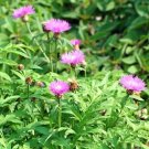 100 Bulk Seeds Cornflower Persian Perennial Centaurea Dealbata