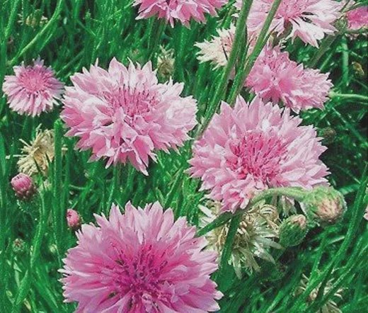 3000 Bulk Seeds Cornflower Pink Tall Centaurea Cyanus