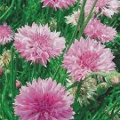3000 Bulk Seeds Cornflower Pink Tall Centaurea Cyanus