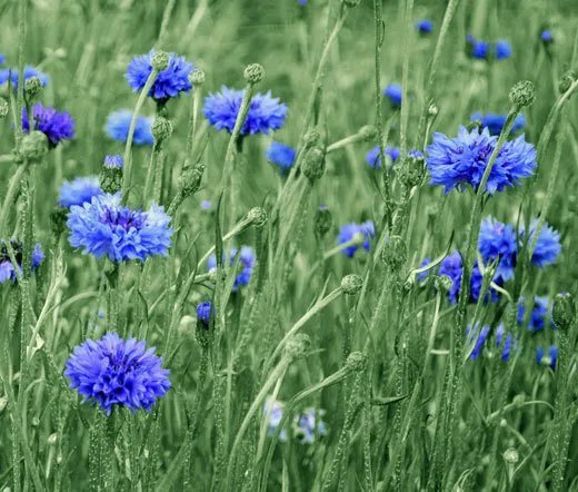 3000 Bulk Seeds Cornflower Blue Tall Centaurea Cyanus