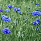 3000 Bulk Seeds Cornflower Blue Tall Centaurea Cyanus