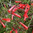 100 Bulk Seeds Cigar Plant Scarlet Red Cuphea Ignea Coan