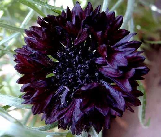 250 Bulk Seeds Cornflower Black Ball Centaurea Cyanus