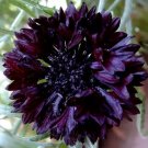 250 Bulk Seeds Cornflower Black Ball Centaurea Cyanus