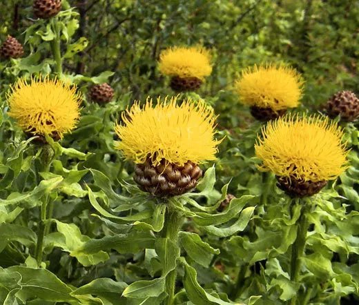 100 Bulk Seeds Cornflower Yellow Globe Centaurea Macrocephala