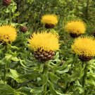 100 Bulk Seeds Cornflower Yellow Globe Centaurea Macrocephala