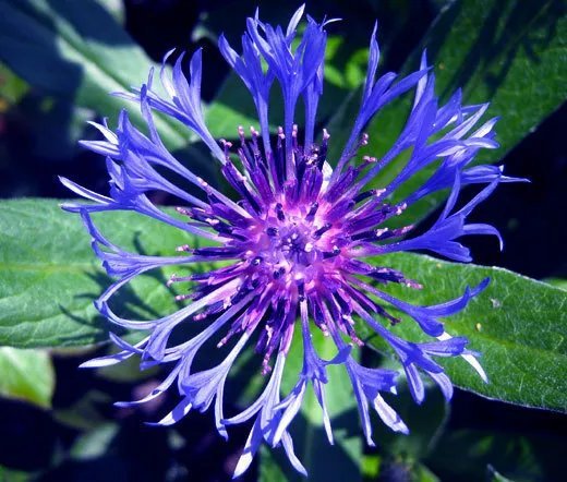 100 Bulk Seeds Cornflower Mountain Bluet Centaurea Montana