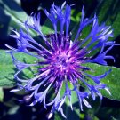 100 Bulk Seeds Cornflower Mountain Bluet Centaurea Montana