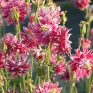 250 Bulk Seeds Columbine Nora Barlow Pink Aquilegia Vulgaris