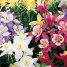250 Bulk Seeds Columbine Mixed Colors Aquilegia Caerulea