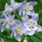 250 Bulk Seeds Columbine Blue Dream Aquilegia Caerulea
