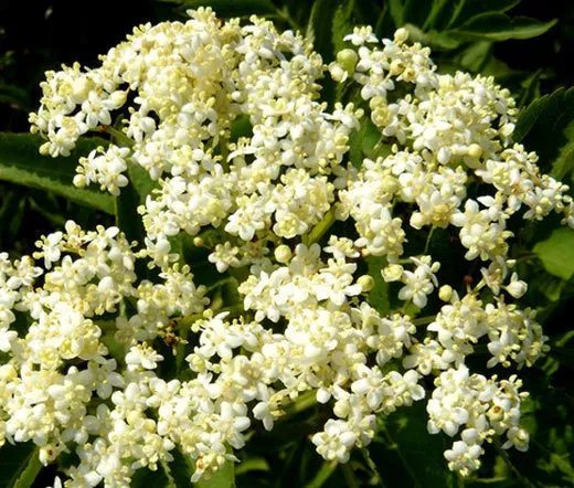 100 Bulk Seeds Butterfly Weed White Asclepias Incarnata