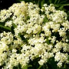 100 Bulk Seeds Butterfly Weed White Asclepias Incarnata