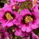 500 Bulk Seeds Butterfly Flower Angel Wings Schizanthus X Wisetonensis
