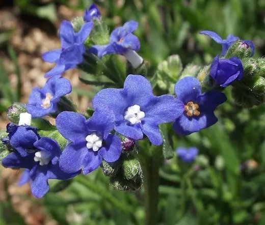 250 Bulk Seeds Bugloss Blue Angel Anchusa Capensis