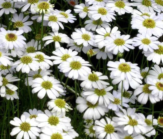 500 Bulk Seeds Brachycome White Brachycome Iberidifolia