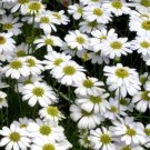 500 Bulk Seeds Brachycome White Brachycome Iberidifolia