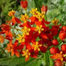 5000 Bulk  Seeds Blood Flower Scarlet Milkweed Asclepias Curassavica
