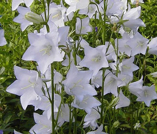 500 Bulk Seeds Bellflower Willow Peach Leaved White Campanula Persicifolia
