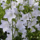 500 Bulk Seeds Bellflower Willow Peach Leaved White Campanula Persicifolia