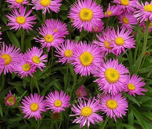 250 Bulk Seeds Aster Alpine Pink Aster Alpinus