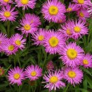 250 Bulk Seeds Aster Alpine Pink Aster Alpinus