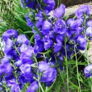 500 Bulk Seeds Bellflower Willow Peach Leaved Blue Campanula Persicifolia