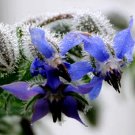 100 Bulk Seeds Borage Organic Borago Officinalis