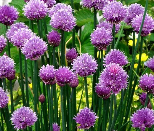 100 Bulk Seeds Chives Common Organic Allium Schoenoprasum