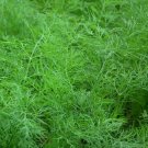 200 Bulk Seeds Dill Bouquet Organic Anethum Graveolens