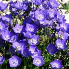 1000 Bulk Seeds Bellflower Tussock Blue Campanula Carpatica