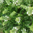 100 Bulk Seeds Basil Sweet Genovese Organic Ocimum Basilicum