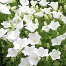 500 Bulk Seeds Bellflower Tussock White Campanula Carpatica
