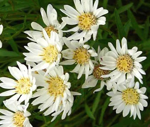 1000 Bulk Seeds Aster White Upland Aster Ptarmicoides