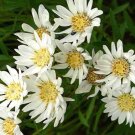 1000 Bulk Seeds Aster White Upland Aster Ptarmicoides