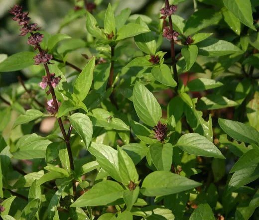 100 Bulk Seeds Basil Cinnamon Organic Ocimum Basilicum