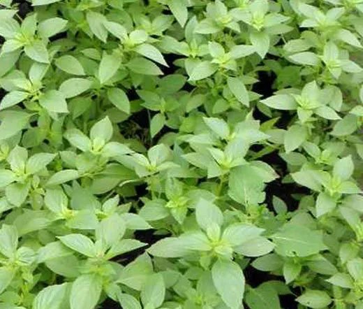100 Bulk Seeds Basil Lemon Organic Ocimum Basilicum