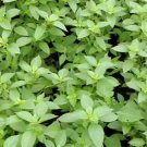 100 Bulk Seeds Basil Lemon Organic Ocimum Basilicum