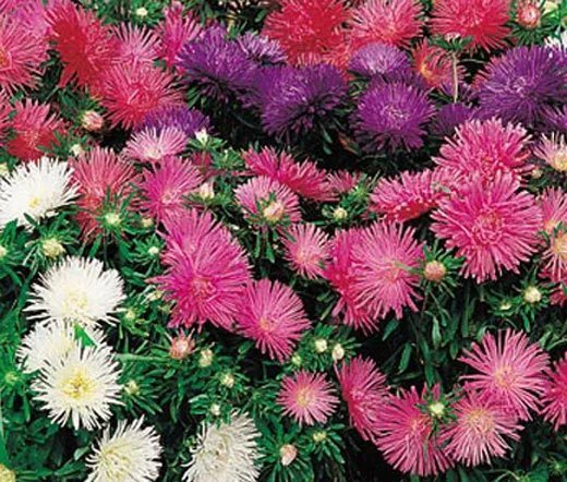 150 Bulk Seeds Aster Starlight Mixed Colors Callistephus Chinensis