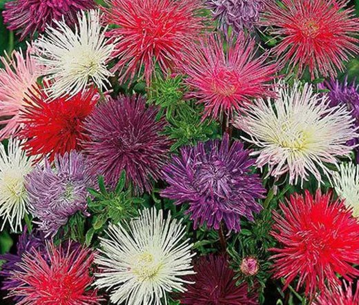 150 Bulk Seeds Aster Needle Unicum Mixed Colors Callistephus Chinensis