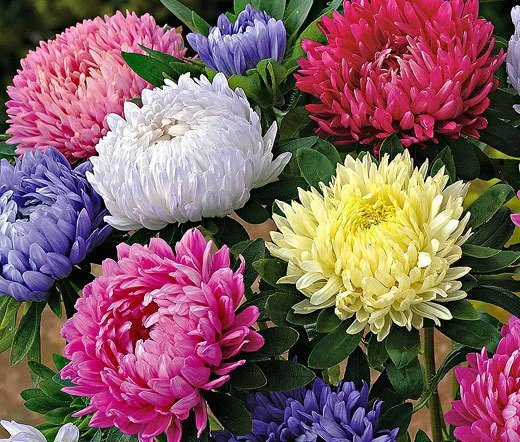 150 Bulk Seeds Aster Paeony Duchess Mixed Colors Callistephus Chinensis