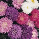 150 Bulk Seeds Aster Milady Dwarf Mixed Colors Callistephus Chinensis