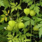 50 Bulk Seeds Balloon Vine Cardiospermum Halicacabum