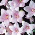 300 Bulk Seeds Balloon Flower Rose Platycodon Grandiflorus