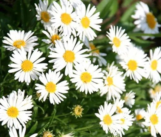 250 Bulk Seeds Aster Alpine White Aster Alpinus