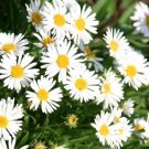 250 Bulk Seeds Aster Alpine White Aster Alpinus
