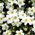 100 Bulk Seeds Arenaria Mountain Sandwort Arenaria Montana