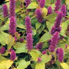 20 Seeds Anise Hyssop Golden Jubilee Agastache Foeniculum
