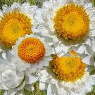 600  Bulk Seeds Ammobium Alatum Grandiflorum